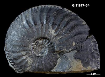 https://files.geocollections.info/large/e0/99/e09963db-86f3-4031-b221-d4547047b94a.jpg