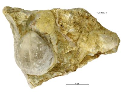 https://files.geocollections.info/large/e0/d2/e0d2a4ef-5d87-4fe7-9d60-849ba9d88908.jpg