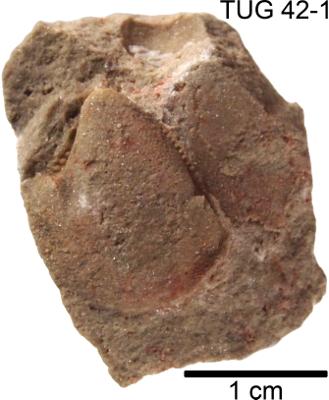 https://files.geocollections.info/large/e0/e0/e0e0f0c3-b6d2-46db-a34c-399a6d7fc7e7.jpg