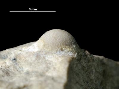https://files.geocollections.info/large/e0/ed/e0edabfd-c184-4560-8ec9-3fc01fe2808f.jpg