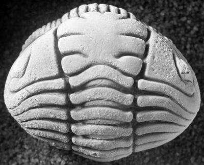 https://files.geocollections.info/large/e1/0b/e10b54d0-a6af-4c0e-ab68-713916adec80.jpg