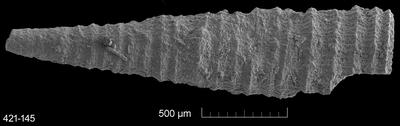 https://files.geocollections.info/large/e1/6a/e16aeb9f-c272-4ea0-99a1-92cd72b16207.jpg