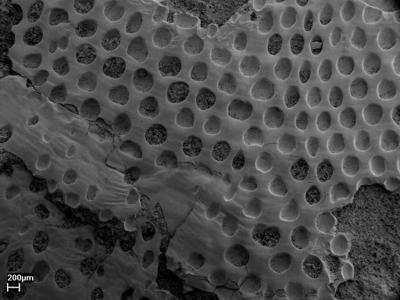 https://files.geocollections.info/large/e1/82/e182887a-849f-4794-b620-936b4d0832ca.jpg