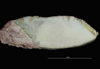 <i></i><br />Syass River, Rebrovo, Leningrad District,  m, Volkhov Stage