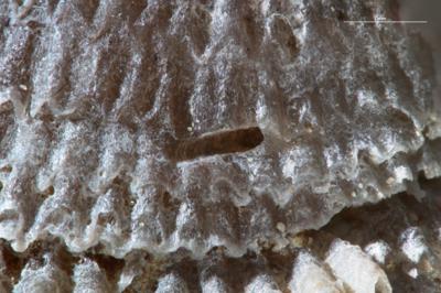 <i></i><br />Kohtla-Järve,  m, Kukruse Stage