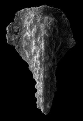 https://files.geocollections.info/large/e1/c4/e1c4d684-2977-4a81-962e-d508da9da97c.jpg