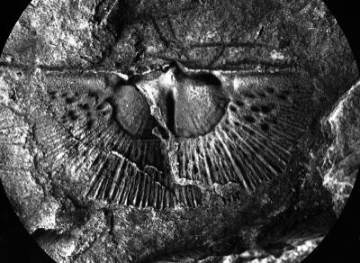 https://files.geocollections.info/large/e1/cc/e1ccee6c-fb65-44b9-8c9e-6485ce839a8f.jpg