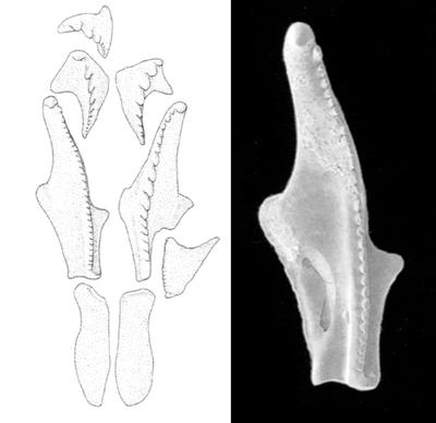 Reconstruction of jaw apparatus and the holotype of M. magnus (from Eriksson 2001)