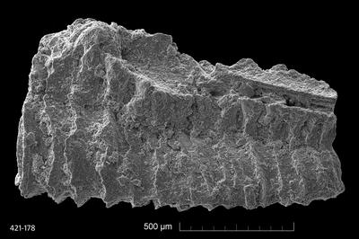 https://files.geocollections.info/large/e1/e9/e1e967cd-cbae-4cd3-9d1c-c9ecdb99285e.jpg