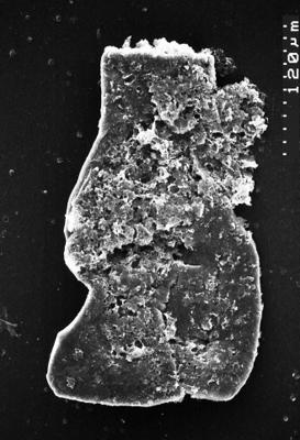 <i><i>Chitinozoa</i></i><br />Albrunnabrottet section,  m, Tremadocian (1527-16)