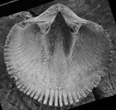 https://files.geocollections.info/large/e2/08/e2089088-409b-4c12-9e8c-d01676a153ce.jpg
