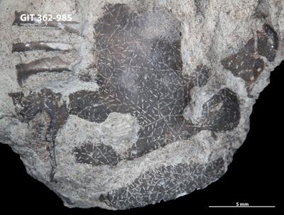 <i></i><br />Ohesaare cliff,  m, Ohesaare Stage