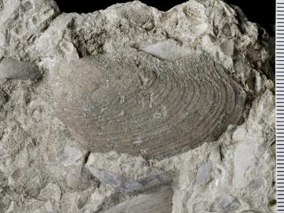 https://files.geocollections.info/large/e2/c1/e2c1bded-db3c-4e04-9ced-5aa068e707cd.jpg