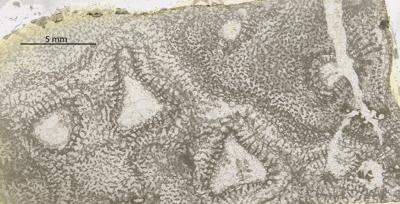 https://files.geocollections.info/large/e2/d4/e2d4ba7c-0137-4a02-bb4f-9ca502fddf83.jpg