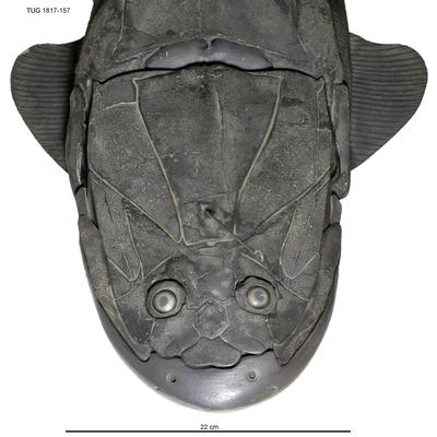https://files.geocollections.info/large/e2/db/e2db84a9-3cde-4a2c-8f98-d29bed17fac2.jpg