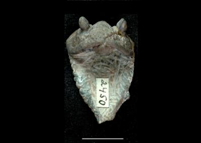 https://files.geocollections.info/large/e2/e6/e2e64ac3-443f-43c9-a814-a36fe5445f8e.jpg