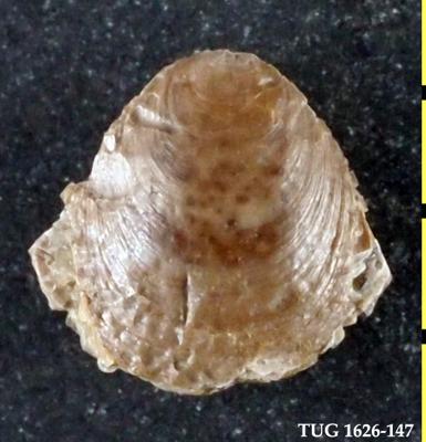 https://files.geocollections.info/large/e3/21/e321893b-387f-4261-ad9f-63a9c1f0edbc.jpg