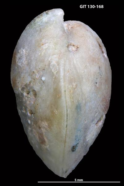 https://files.geocollections.info/large/e3/24/e3240df8-0ef3-483a-ba7a-4bf35716443e.jpg