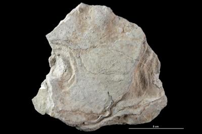 https://files.geocollections.info/large/e3/2b/e32b6654-c6cd-4ba4-9d00-d64e376ffb73.jpg