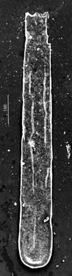 <i><i>Conochitina leptosoma</i></i><br />Aizpute 41 borehole, 964.60 m, lower Silurian (345-7)