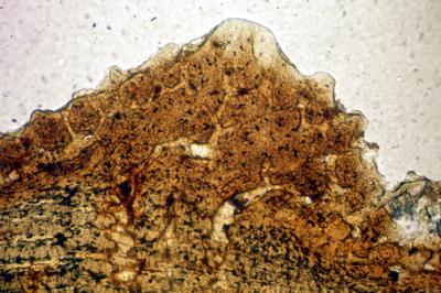 https://files.geocollections.info/large/e3/5f/e35fd845-38a4-4dda-9b45-aae6676f37f0.jpg
