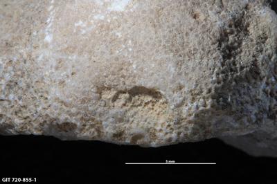 <i>Sanctum isp.</i><br />Aluvere quarry,  m, Haljala Stage