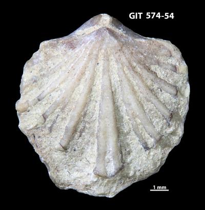 https://files.geocollections.info/large/e3/85/e3853045-1342-4c6f-b570-9aca11c82c32.jpg
