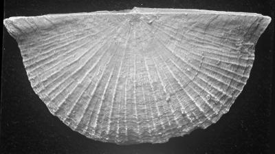https://files.geocollections.info/large/e3/a5/e3a517bb-dcfb-432b-bbb3-bc82c286e866.jpg
