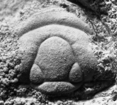 https://files.geocollections.info/large/e3/b3/e3b36bf5-f793-434c-88ff-56e993d02025.jpg