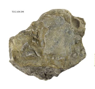 https://files.geocollections.info/large/e3/be/e3be7dea-c2e8-457e-8ecc-9ebcc5c1f4e5.jpg