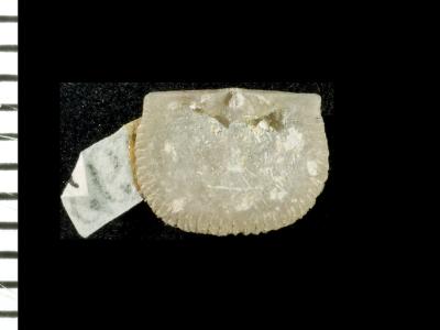 https://files.geocollections.info/large/e3/de/e3de9755-c101-4807-9af0-708003056bf4.jpg