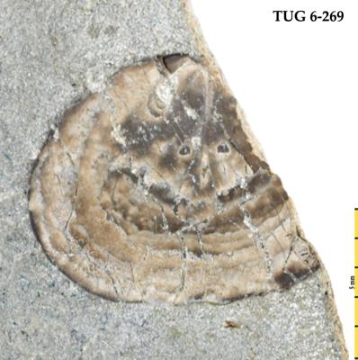 https://files.geocollections.info/large/e3/df/e3dfa053-0506-4a15-a5b7-fc8e6363359e.jpg