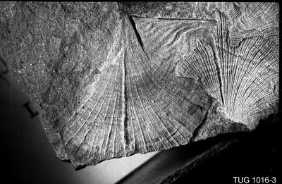 https://files.geocollections.info/large/e3/e4/e3e4d92a-89bb-477e-9c23-f3546a82fb73.jpg