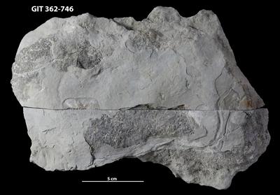 <i></i><br />Ohesaare cliff,  m, Ohesaare Stage