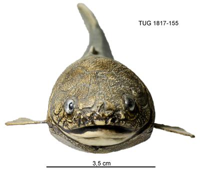 https://files.geocollections.info/large/e4/0b/e40bf5bf-a4c0-439d-bc08-46f472959968.jpg