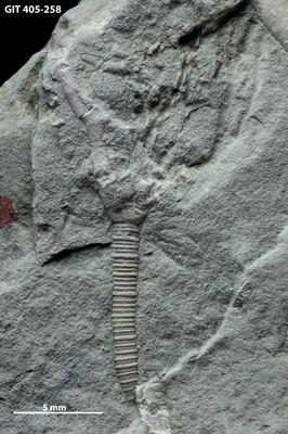 https://files.geocollections.info/large/e4/3e/e43e10d6-2c52-4fc2-a00e-d54d46534f69.jpg