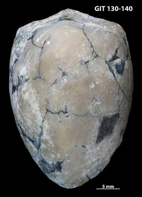 https://files.geocollections.info/large/e4/43/e4439e46-4971-4177-a123-2f5e906f288c.jpg