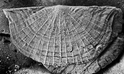 https://files.geocollections.info/large/e4/56/e456d945-cdce-4717-a877-ad3a479e814b.jpg