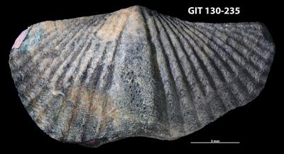 https://files.geocollections.info/large/e4/5a/e45ac7ee-46bd-4aae-8d6b-0c3276944e49.jpg