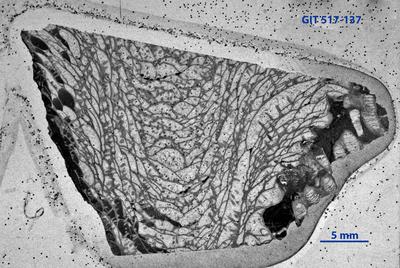 https://files.geocollections.info/large/e4/66/e466ad76-e230-4aa2-8ada-57b7bfdd5bb0.jpg