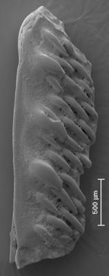 https://files.geocollections.info/large/e4/f9/e4f90174-086e-42ac-b8ea-5542cb1052e4.jpg