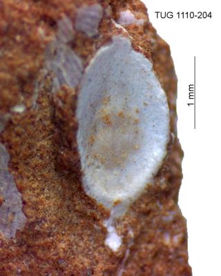 https://files.geocollections.info/large/e4/ff/e4ff6140-5f79-48ff-8d87-877ee9474c84.jpg