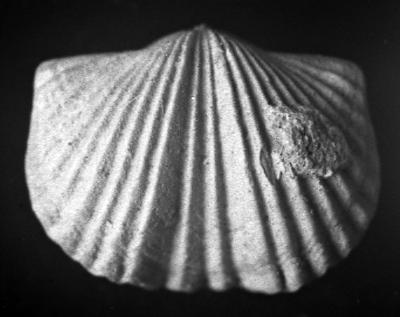 https://files.geocollections.info/large/e5/00/e5008878-d7eb-4d3a-b5d0-7469ddbcb4b1.jpg
