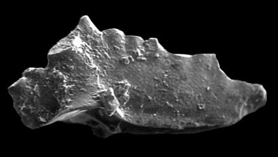 https://files.geocollections.info/large/e5/4e/e54effc2-7247-4b0f-80e3-d5c41f5f8cec.jpg