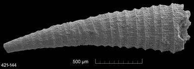 https://files.geocollections.info/large/e5/5b/e55b9796-776d-4c5b-9122-24aa2b55ef08.jpg