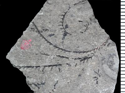 https://files.geocollections.info/large/e5/76/e576ad72-dc9b-4cd8-ae69-c203b2b913ed.jpg