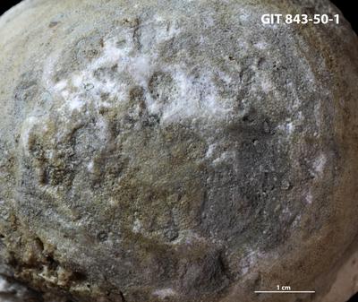 <i>Trypanites isp.</i><br />Saxby shore,  m, Vormsi Stage