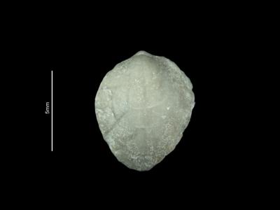 https://files.geocollections.info/large/e5/af/e5afc028-09d2-459f-92ca-944ade4bfe57.jpg