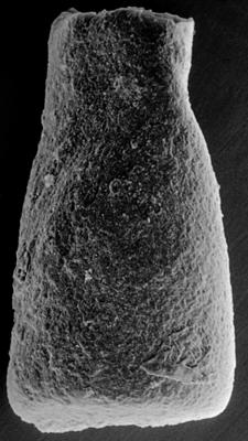 <i><i>Chitinozoa</i> | Conochitina sp. 7 Nestor, 1994</i><br />Ohesaare borehole, 222.50 m, Jaagarahu Stage (272-145)