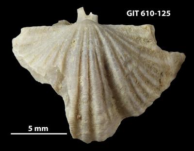 https://files.geocollections.info/large/e5/d3/e5d3c0a9-48f0-43e3-8004-7cf95b34d20c.jpg